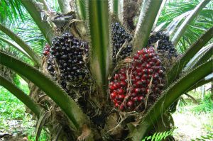 Oil-Palm-Cultivation1